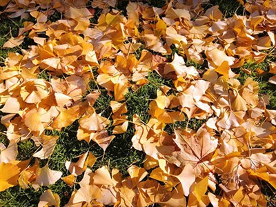 Autunno nei giardini europei: raccolta, potatura e preparazione all'inverno