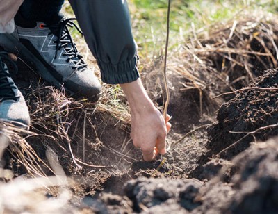 Passi giocosi per scavare tra le radici