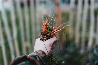 Padroneggiare l'arte del diserbo: una guida all'uso di uno strumento per dise...